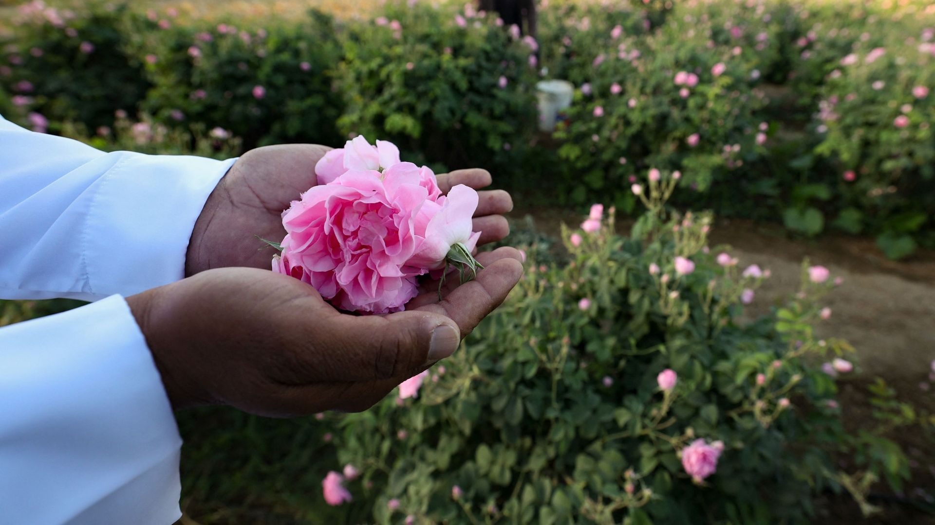 en-arabie-saoudite-une-ville-fleurie-de-roses-au-milieu-du-desert