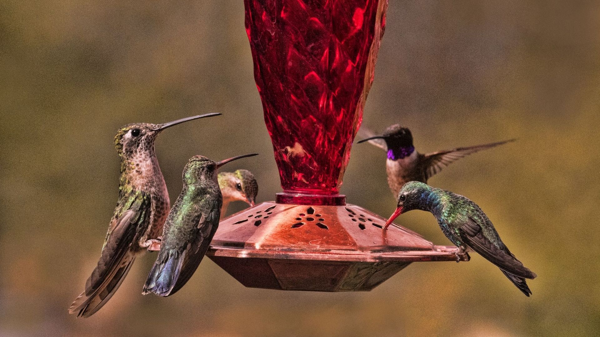 Les femelles colibris imitent le plumage des mâles pour éviter le