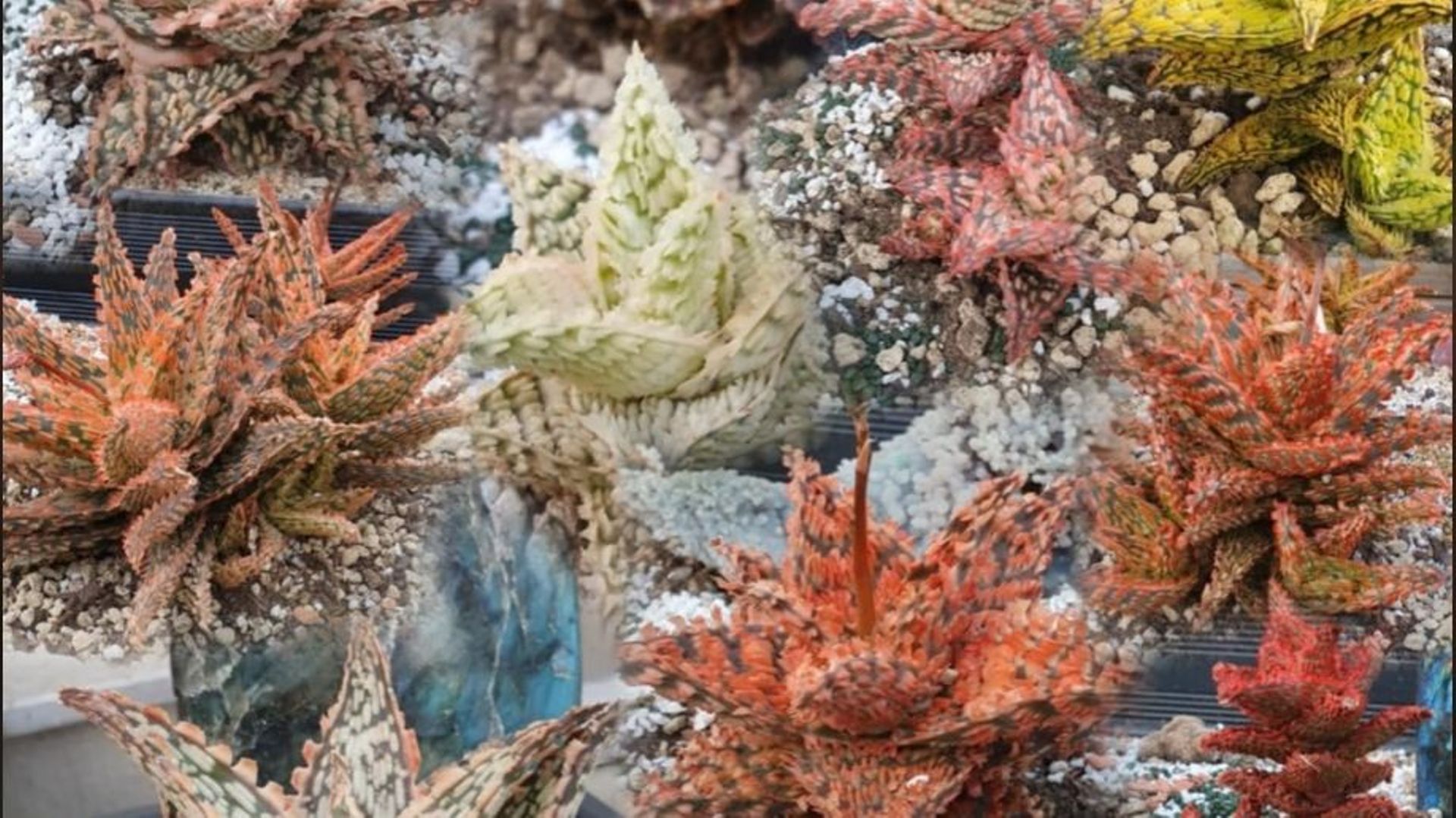 Des Aloès portées au rang d’œuvre d’art, le pari gagnant du "jardinier fou"