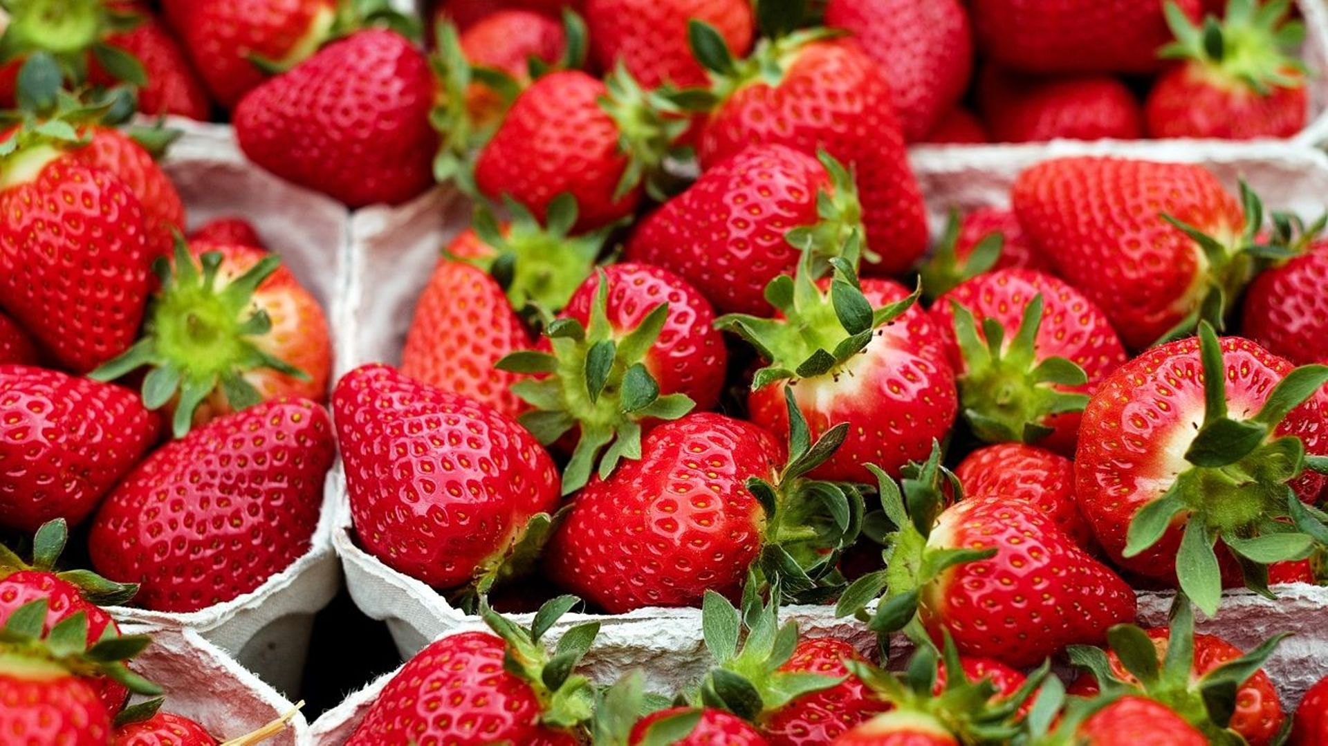 600 variétés de fraises.