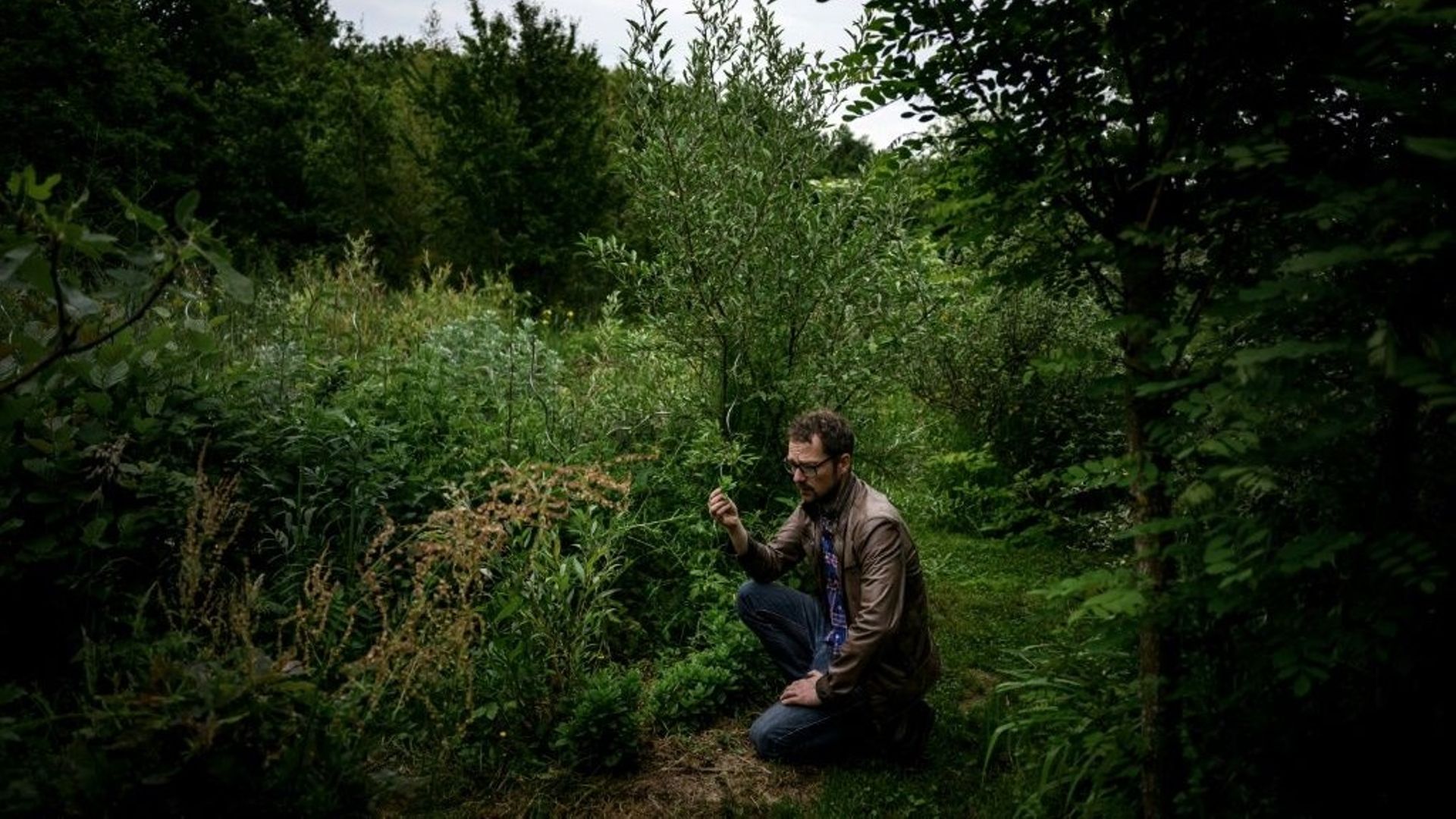 Dans l'est de la France, une forêt à manger pour sauver la planète.