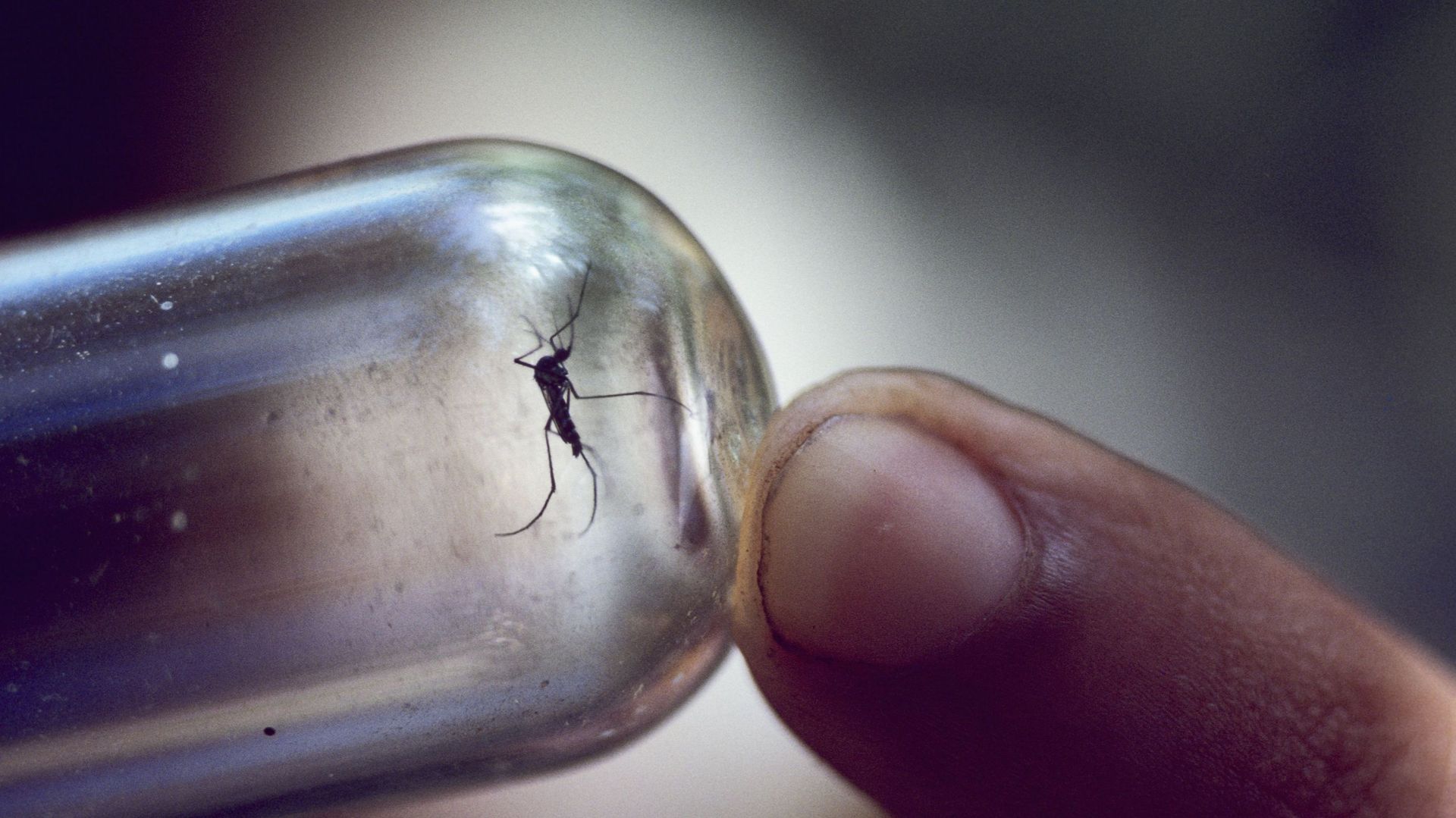 La dengue, la fièvre jaune et le paludisme font bien plus de ravages dans le monde que le coronavirus