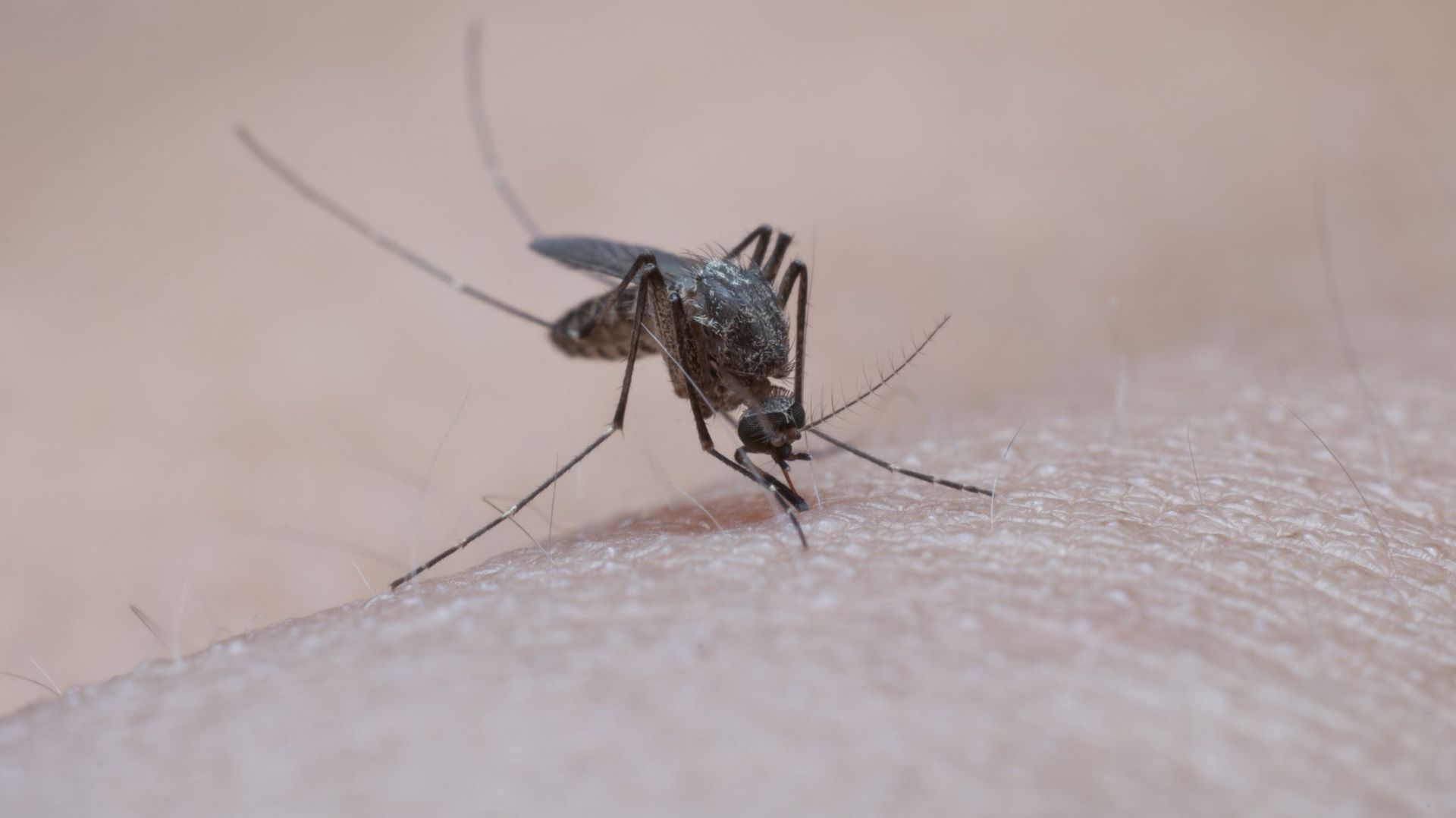 La Floride va lâcher 750 millions de moustiques génétiquement modifiés dans la nature
