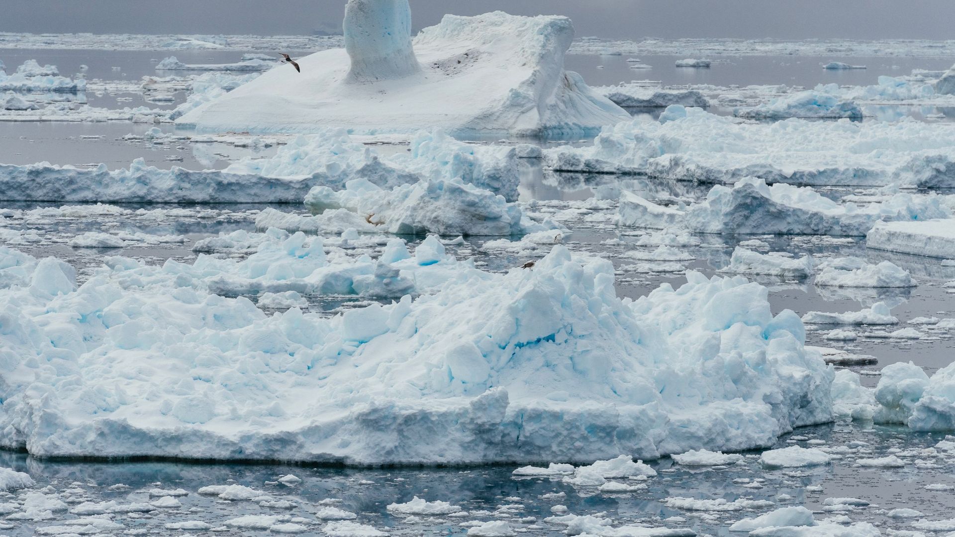 L'Antarctique, dans la région de la péninsule, se réchauffe 5 fois plus que le taux moyen de la planète. Le reste du continent reste extrêmement froid, mais le retrait des glaciers, la fragilité de la banquise, l’amincissement de la calotte glaciaire sont
