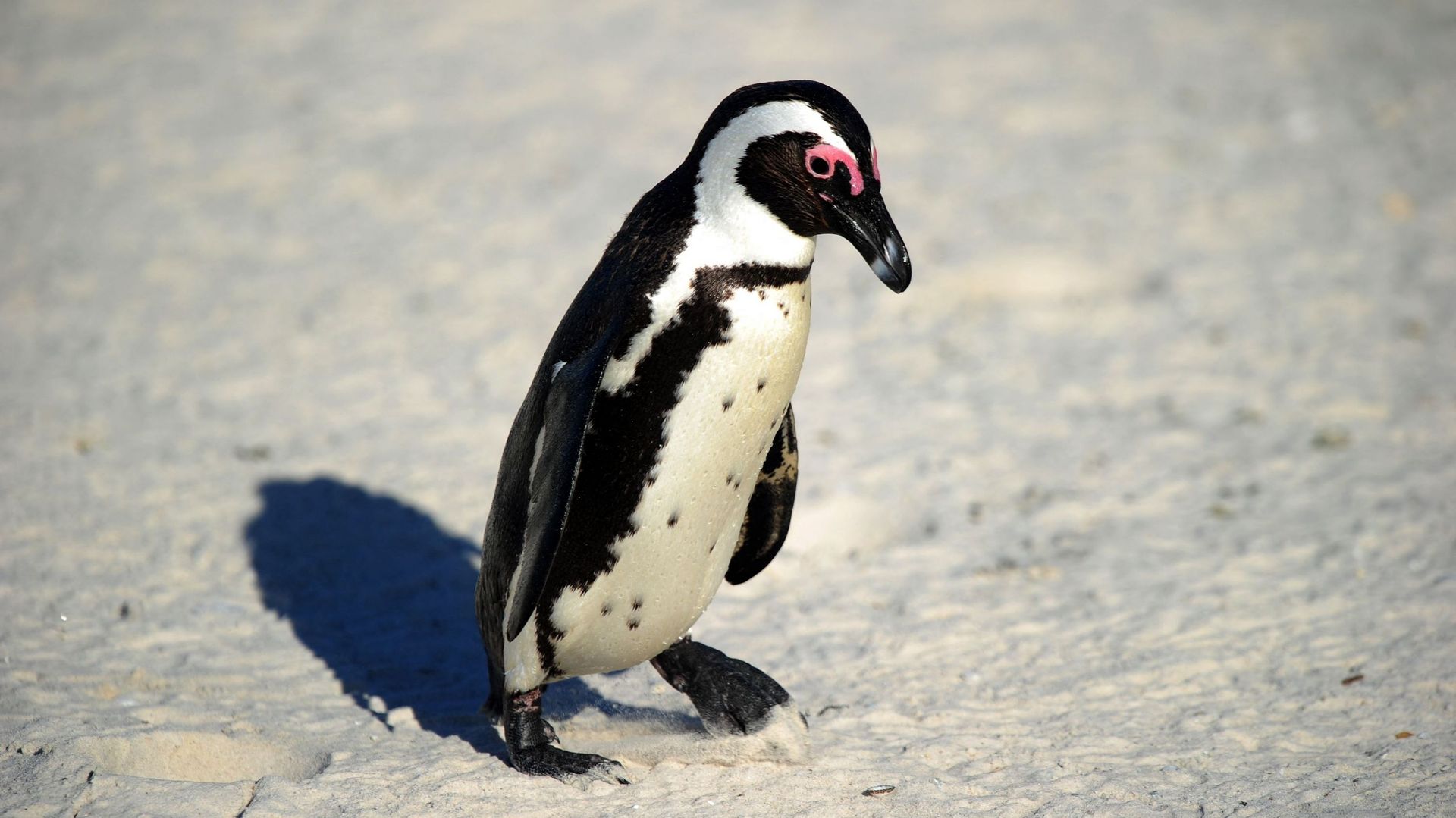 Des pingouins Torda observés sur le pourtour méditerranéen - Sciences et  Avenir