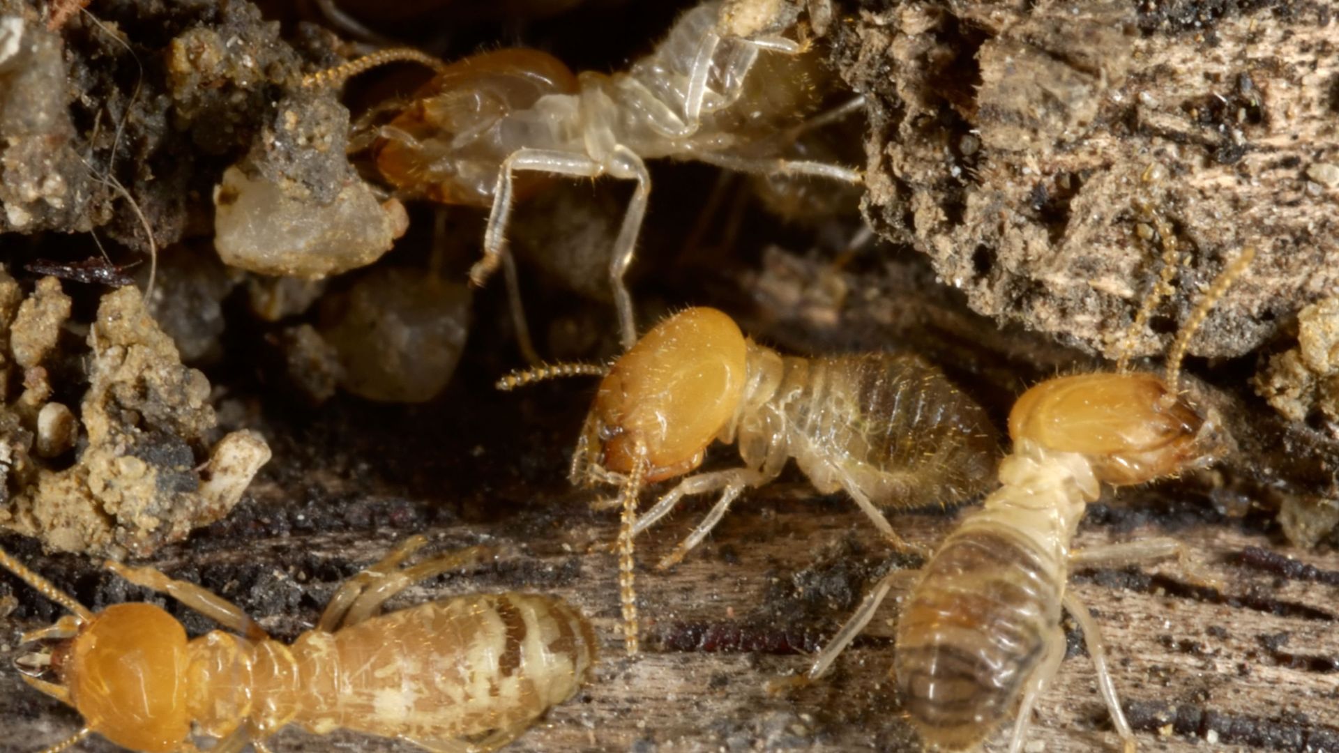 Comment une société de termites s'installe et se développe-t-elle ?