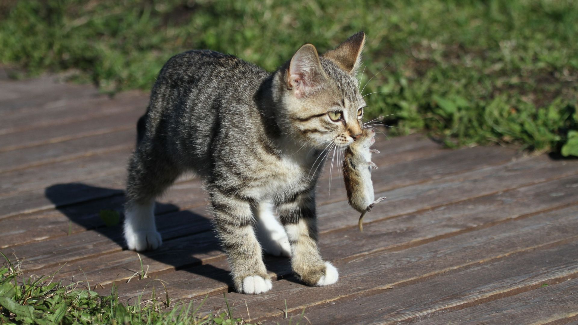 Le chat, cet adorable 'petit tueur', classé espèce invasive en Pologne et  source de prédation importante en Belgique 
