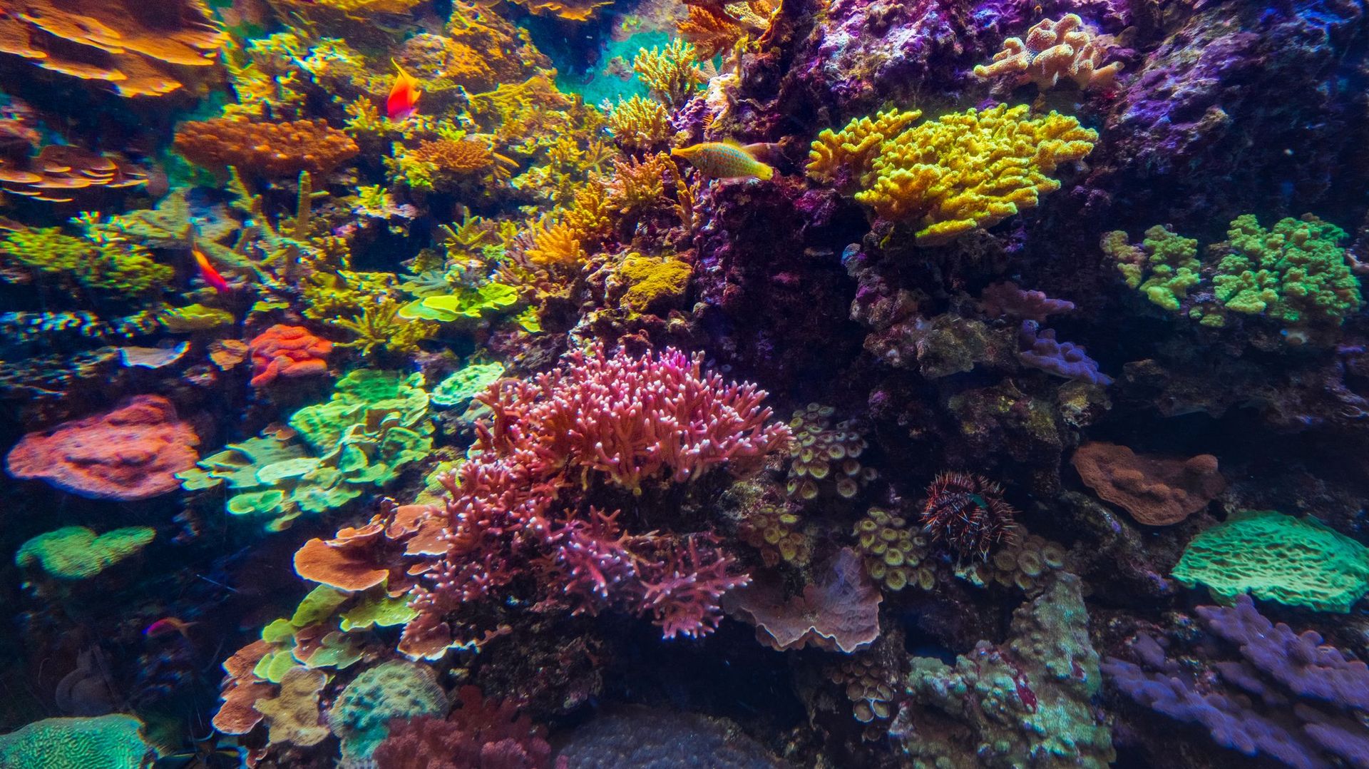 Certains types de coraux résisteraient mieux au changement climatique selon leur couleur