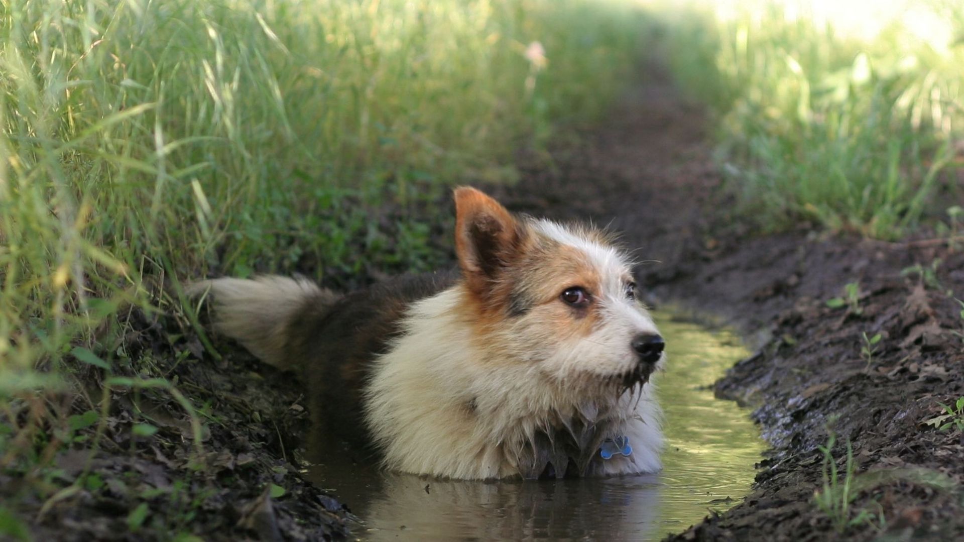 dog standing in muddy puddle looking guilty