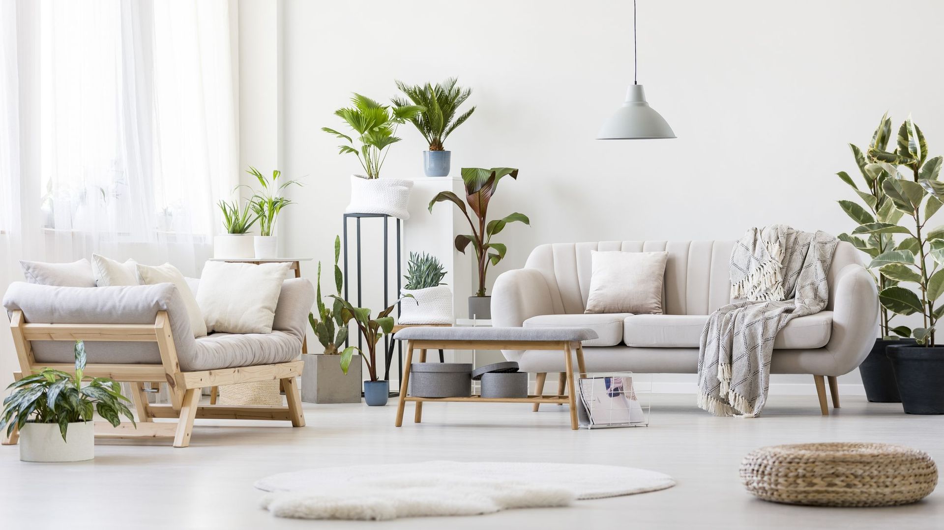 Plante d'intérieur du mois : le ficus à grandes feuilles