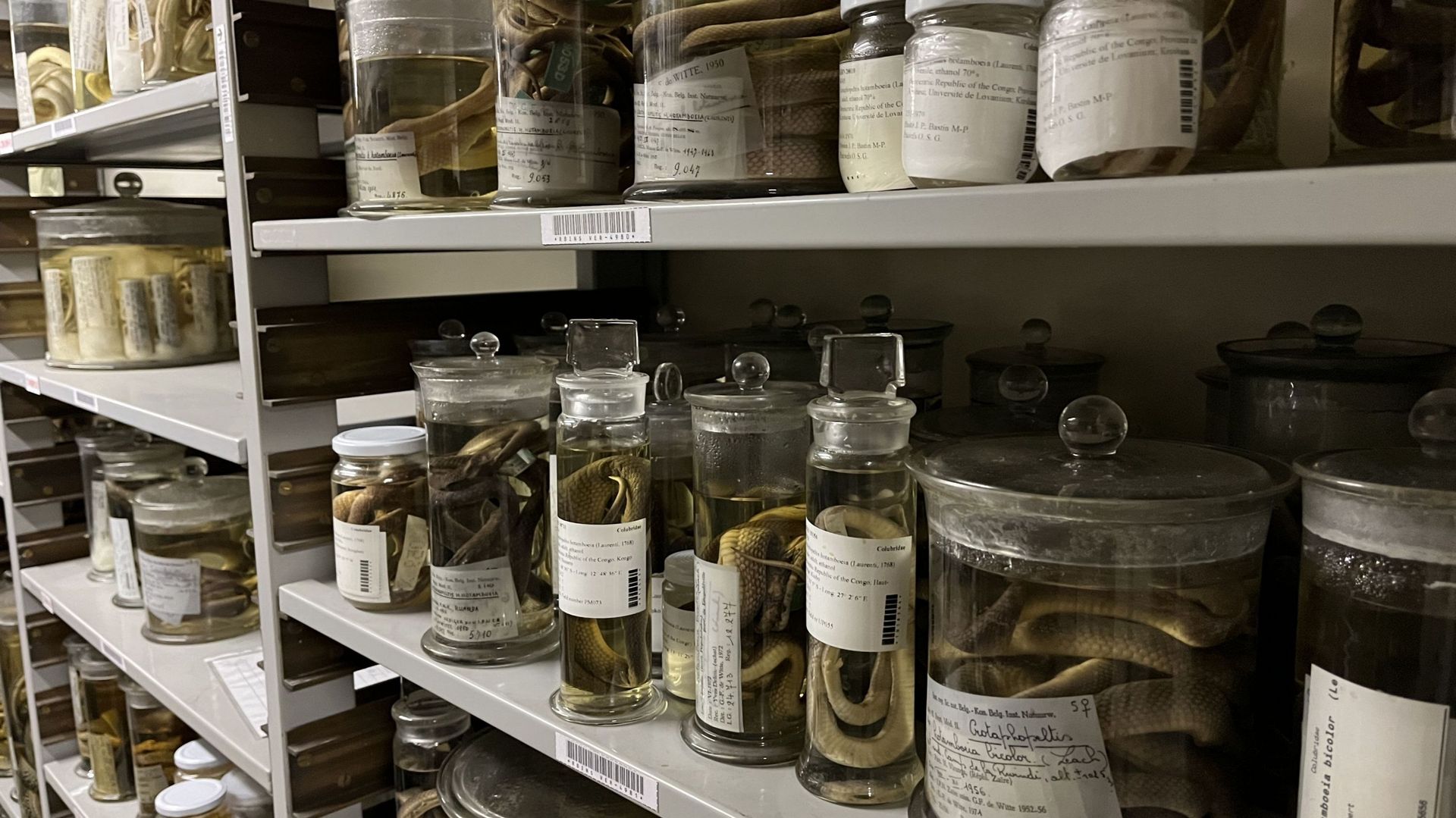 Dans les coulisses d'un musée fascinant l'Institut royal des Sciences