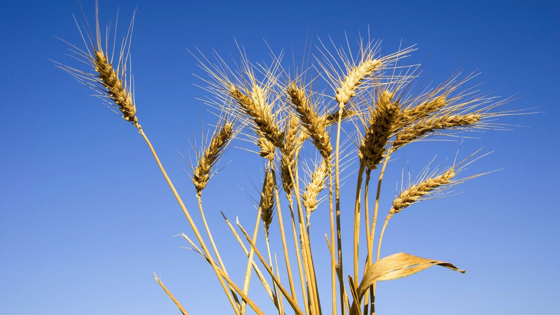Et si on changeait la recette de la farine pour la rendre plus durable ?