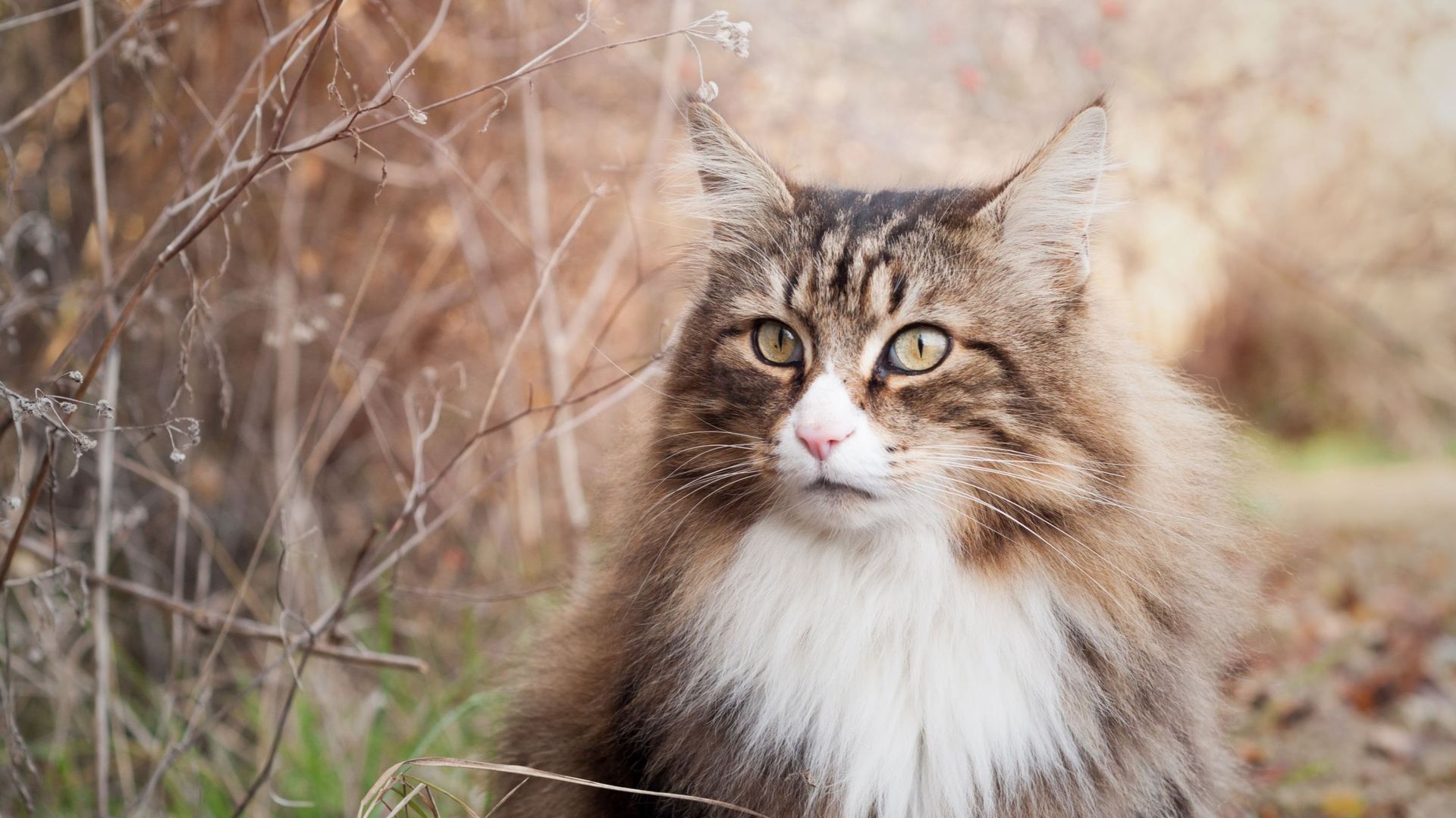 Comment Aider Son Chat A Limiter Les Desagrements De La Chute Des Poils Rtbf Be