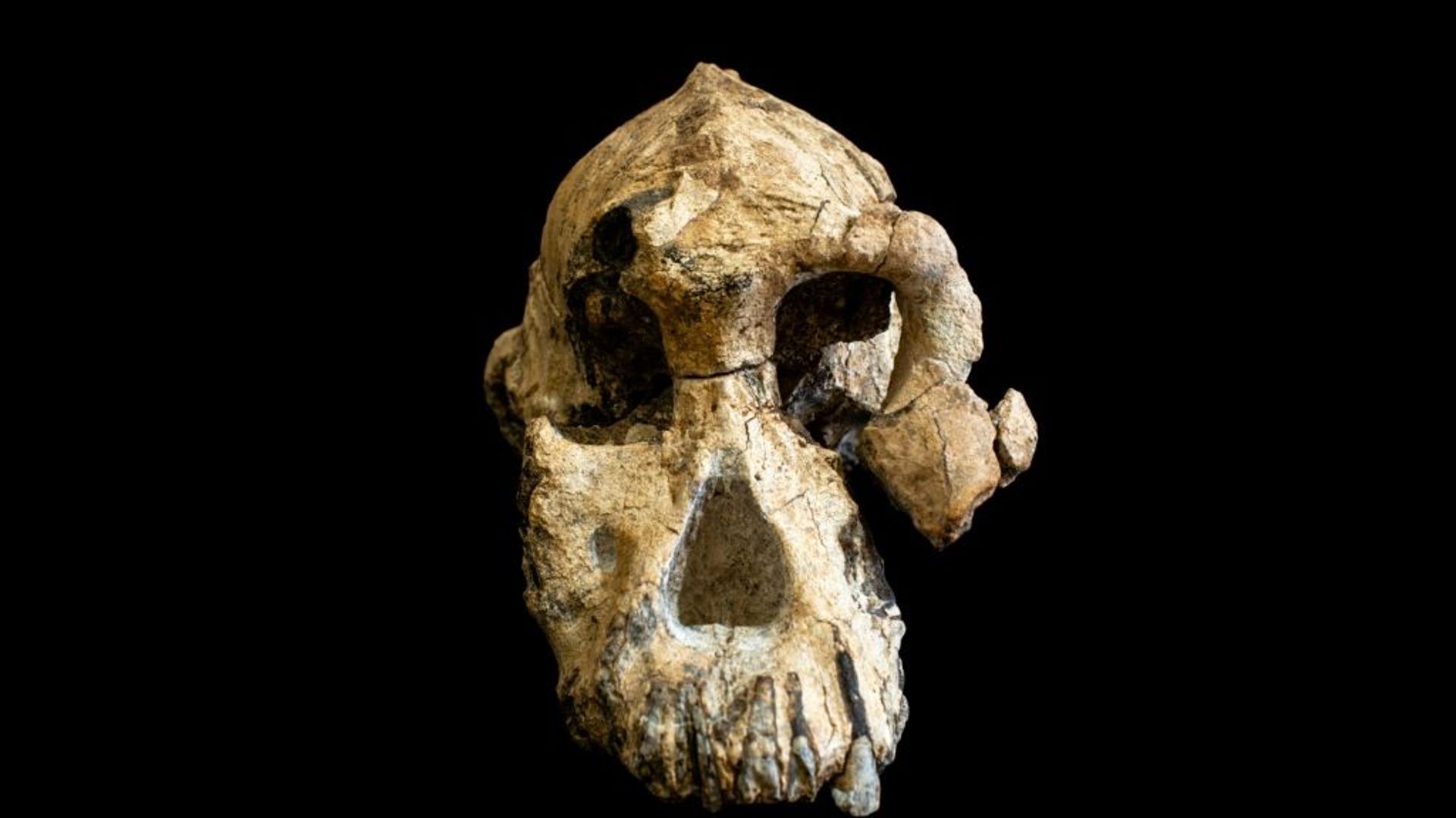 Ce crâne vieux de 3,8 millions d'années découvert en Ethiopie pourrait  devenir une « icône de l'évolution humaine »