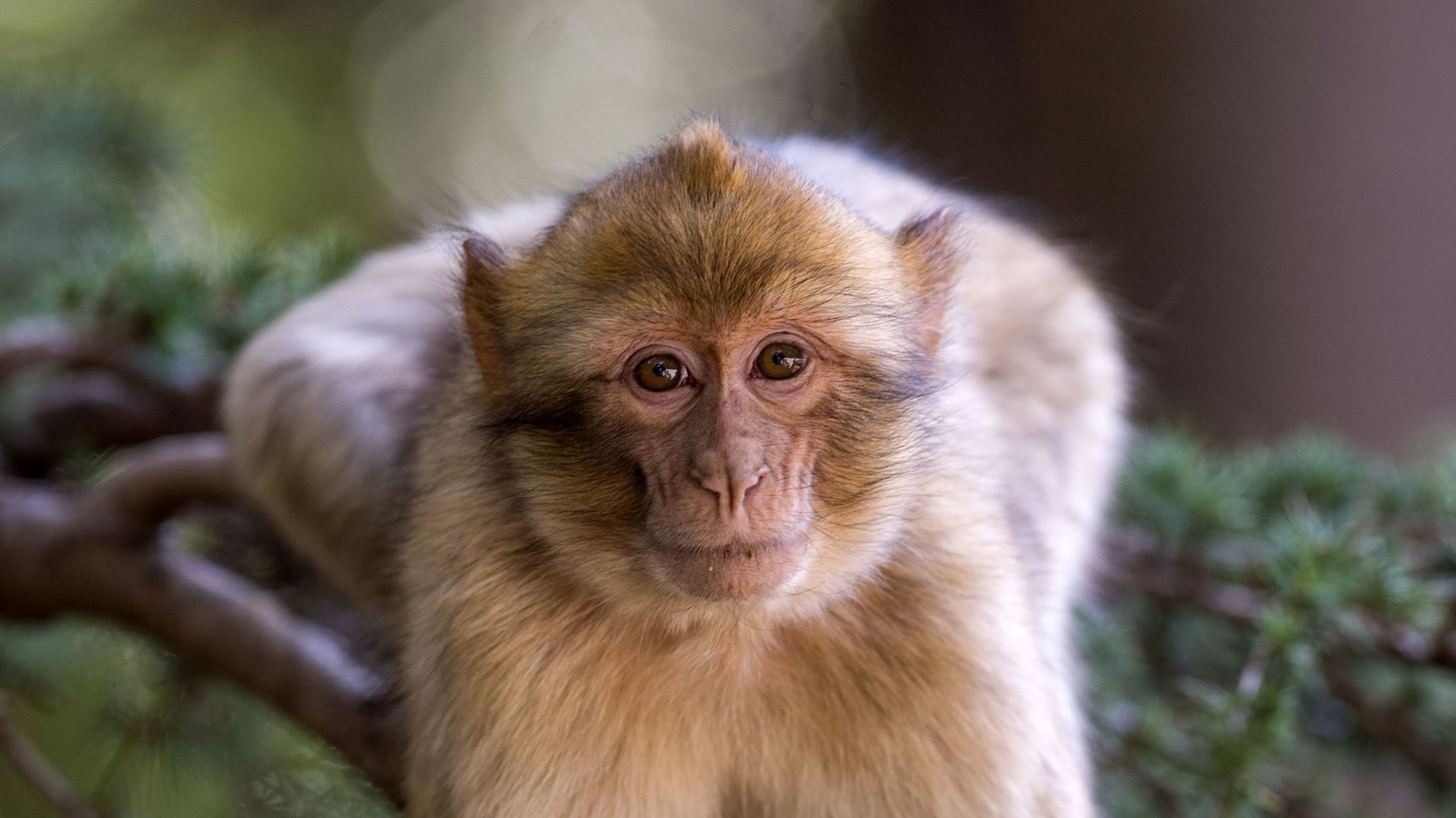 france-150-macaques-euthanasies-apres-la-fermeture-d-un-parc-animalier