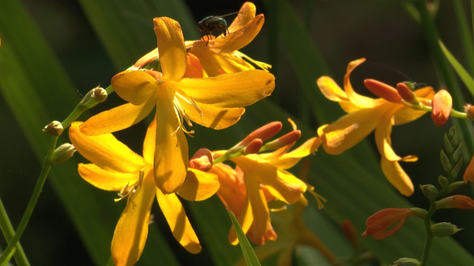 Fleurs du Crocosmia x crocosmiiflora ‘Norwich Canary’ 