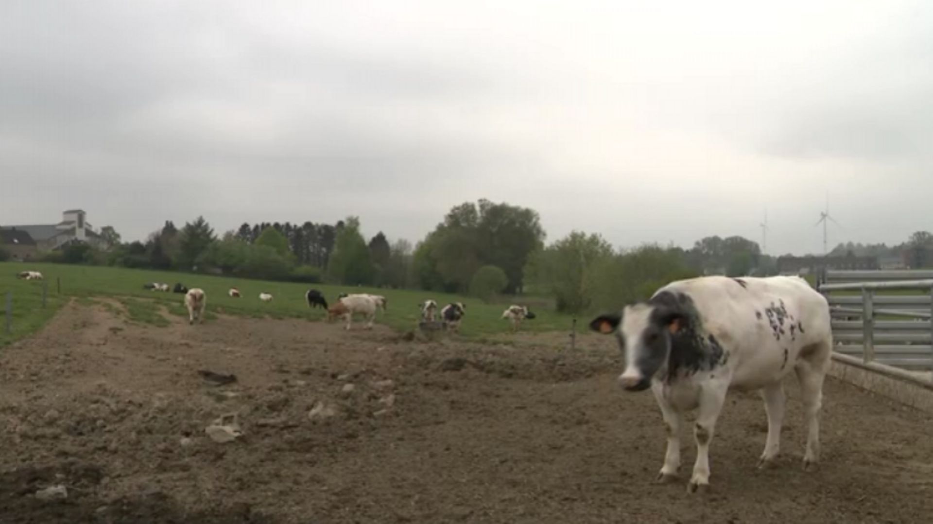 Ce sont des bovins de la race Blanc-Bleu-Belge qui sont une nouvelle fois valorisés avec cette nouvelle filière.