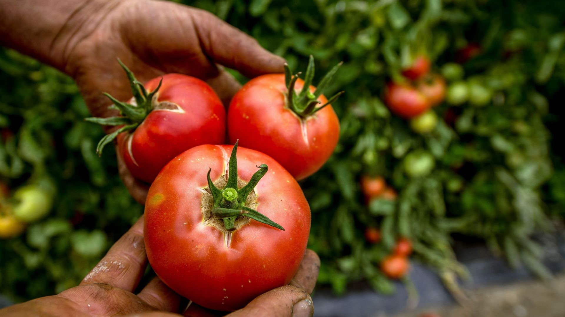 La tomate belge est au meilleur de sa forme et s'exporte... vers le sud de l'Europe