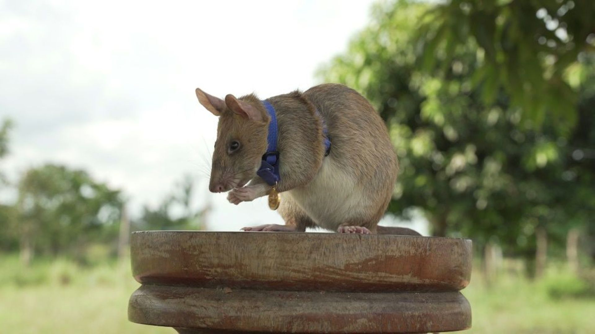 Photo non datée de Magawa, un rat africain géant détecteur de mines au Cambodge, fournie le 25 septembre 2020 par l'association britannique de protection des animaux PDSA qui lui a décerné une médaille d'or pour sa bravoure