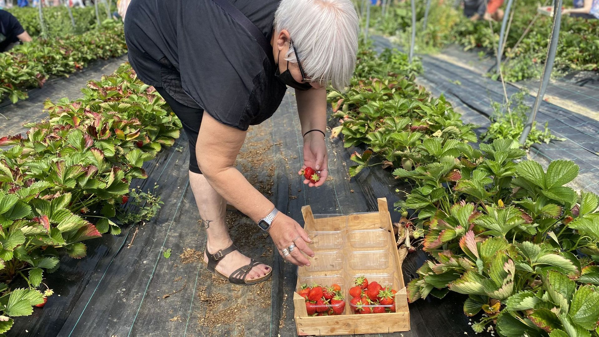 Devant l'abondance de fraises, les raviers se remplissent rapidement.