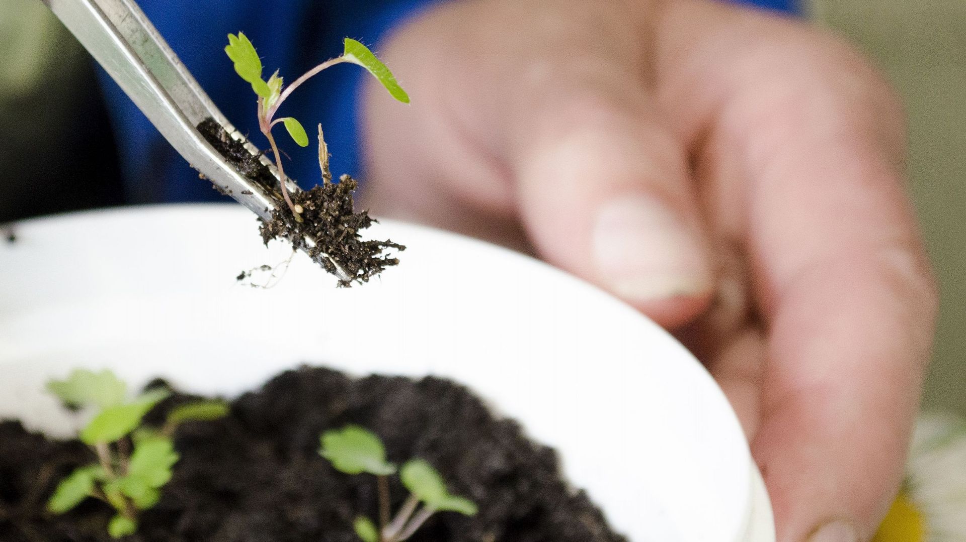 A découvrir : la culture des fraisiers à partir de graines. Des semences sont disponibles dans les catalogues des grainetiers. Après la germination, les plantules sont repiquées individuellement pour poursuivre leur croissance.