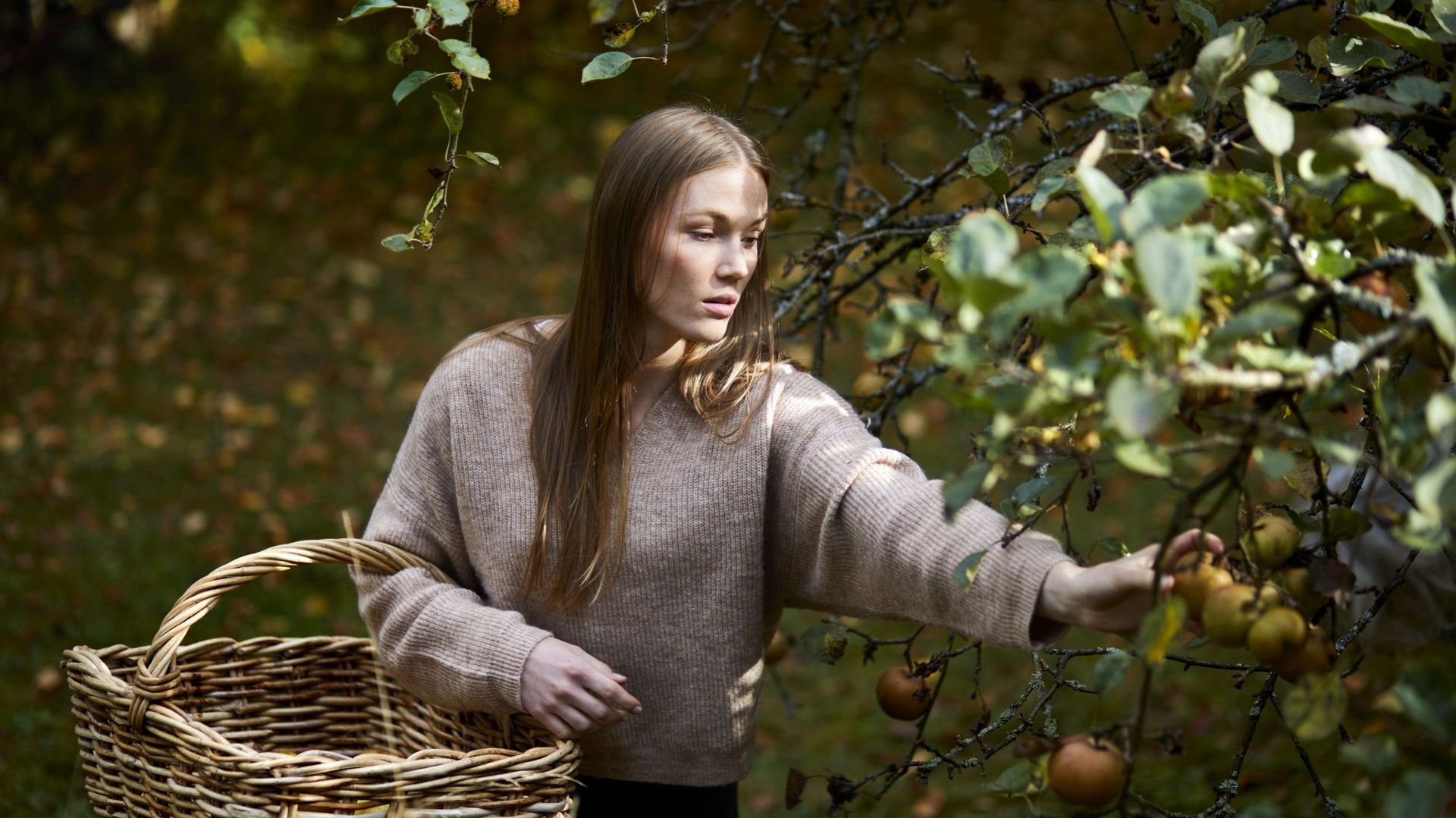 Young woman harvesting apples from treee in autumn