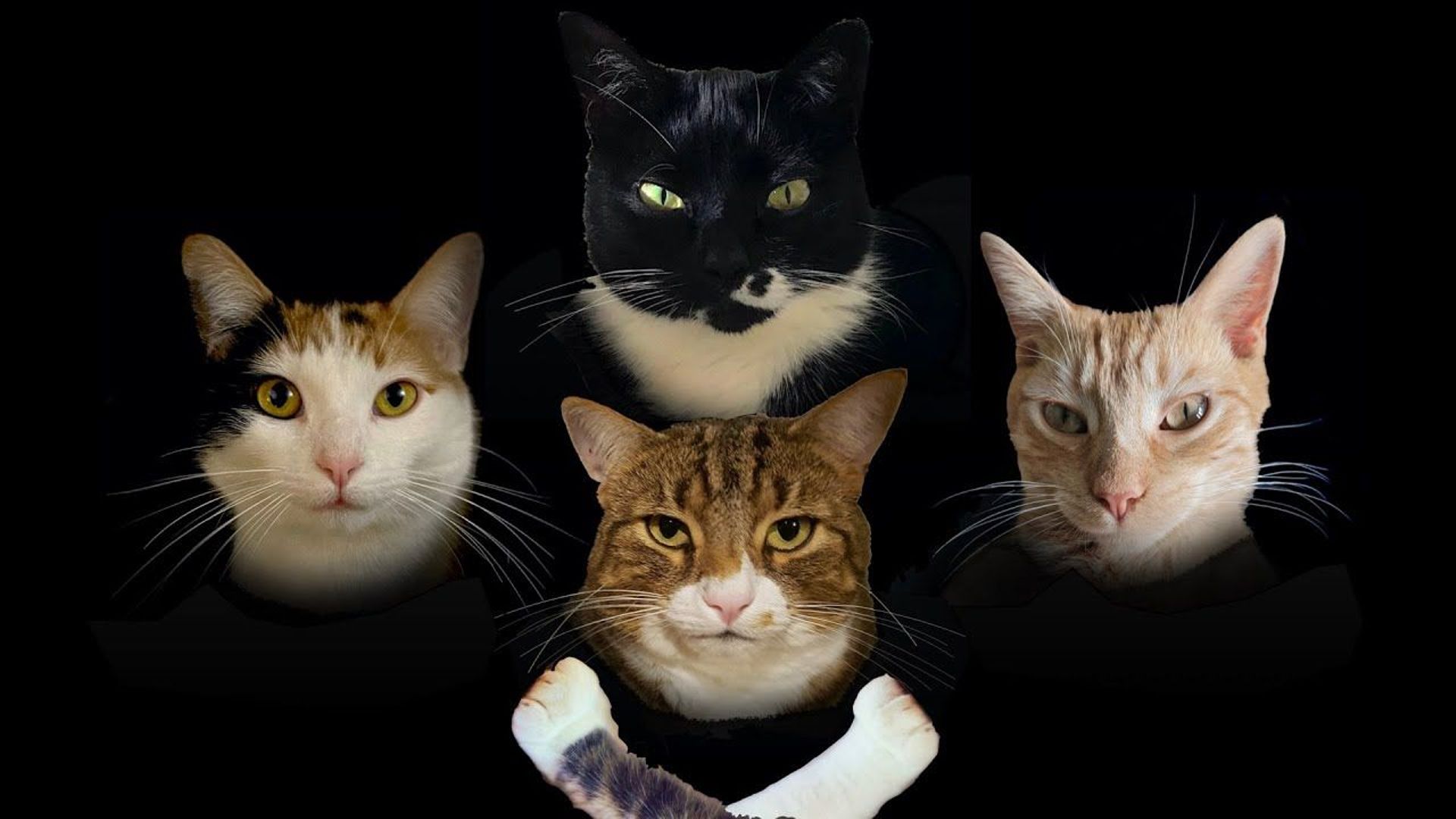" Bohemian Catsody " : l'hilarante reprise de Queen par... des chats