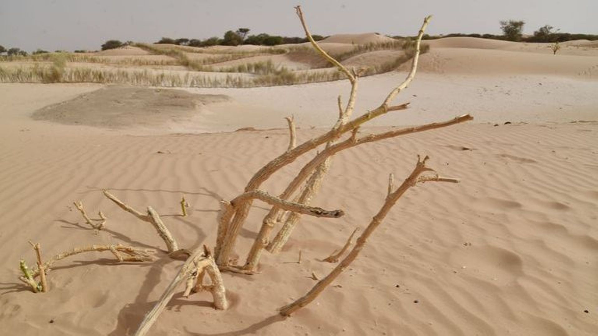 Des migrants abandonnés par leurs passeurs dans le désert du Niger