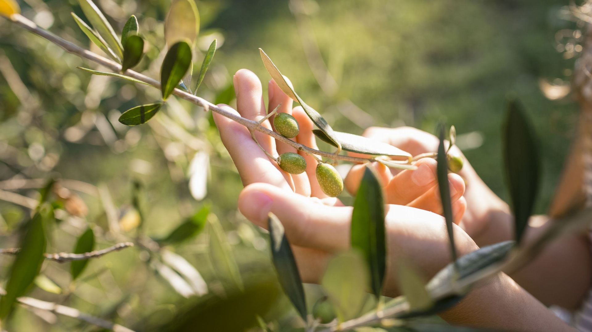 Olives vertes sur l’arbre.