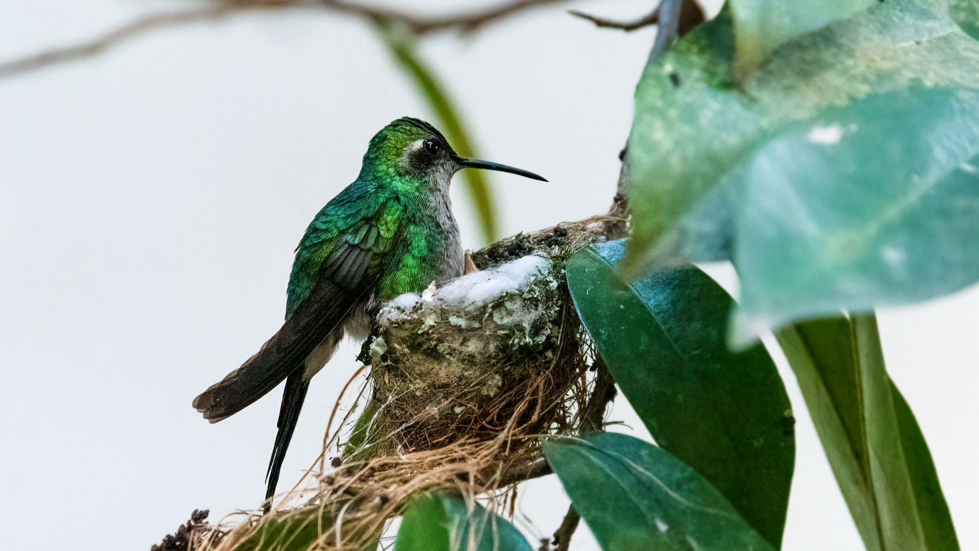 Cuban Emerald Hummingbird or Zunzun