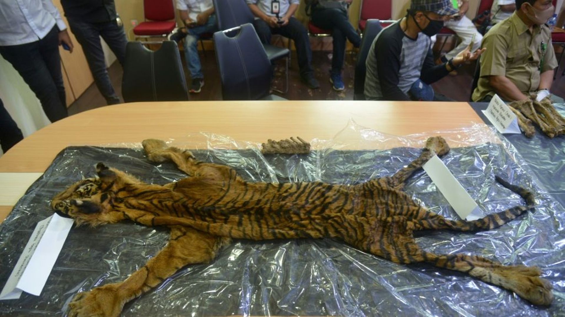 La police a exposé une peau de tigre, des dents et des os confisqués auprès des suspects de braconnage.