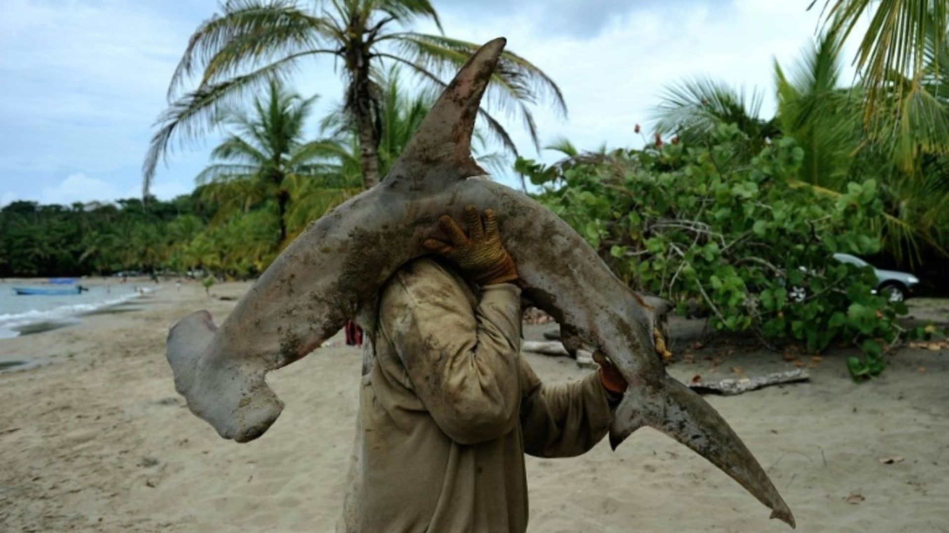 Un pêcheur et un requin-marteau sur la plage de Manzanillo, au Costa Rica, le 3 avril 2011.