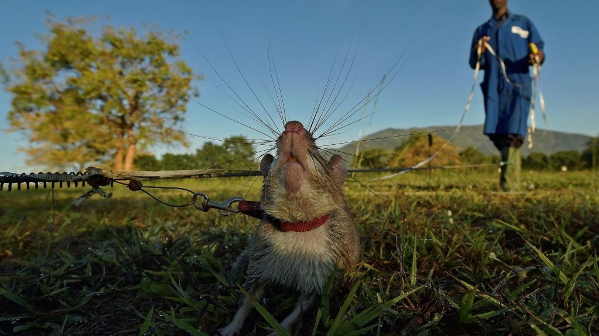 Un rat géant à la recherche de mines antipersonnel inactives dans le centre d'entraînement de l'ONG Apopo, à Morogoro, en Tanzanie, le 17 juin 2016