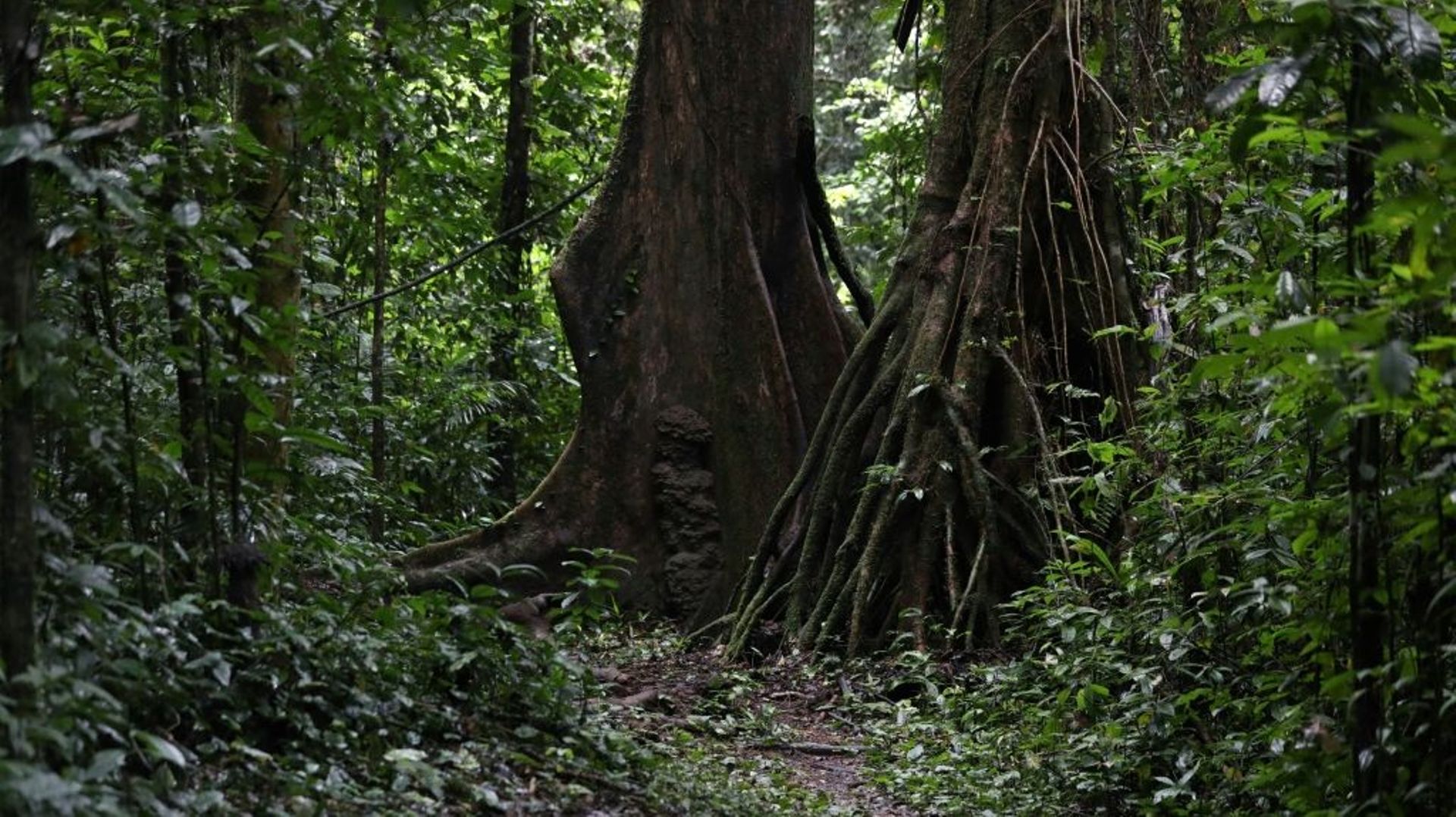 Image d’illustration d’une forêt tropicale au Nigéria en septembre 2021