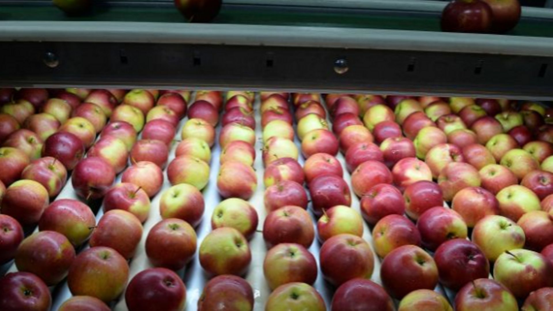 Apple poland