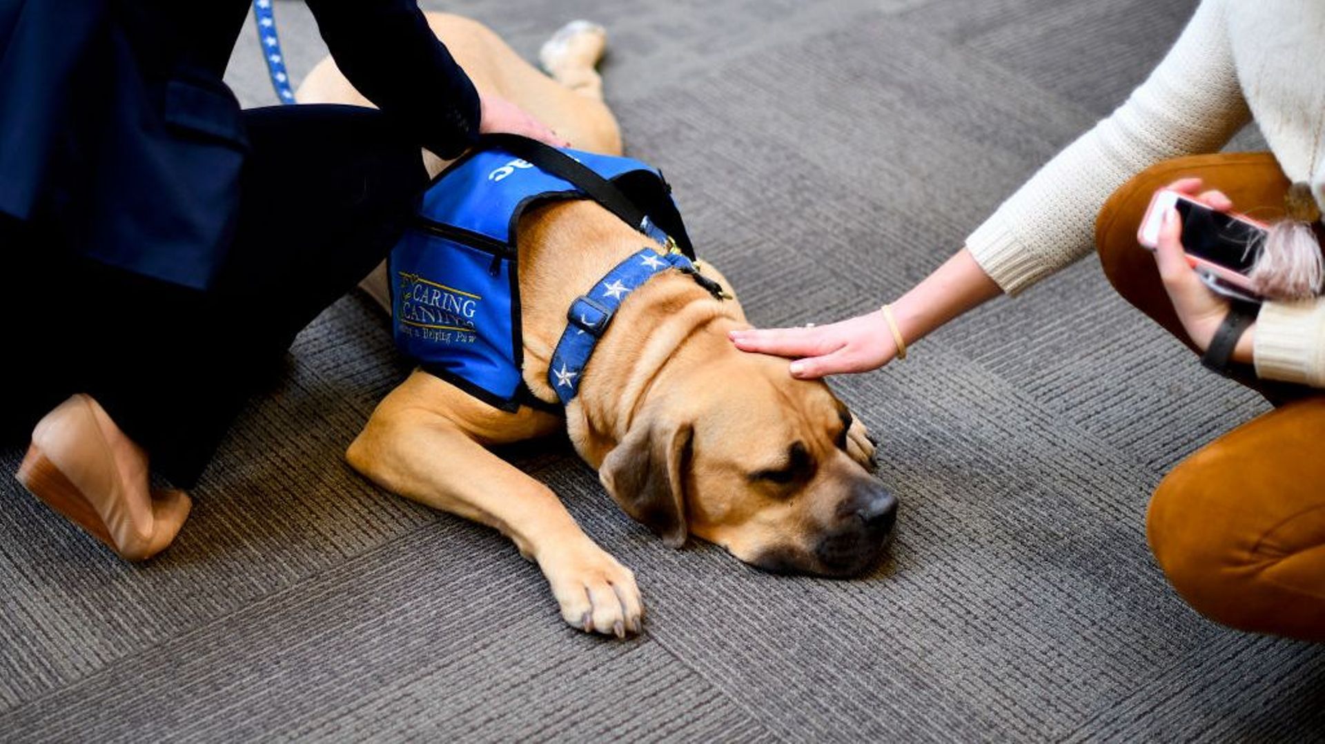 Des chiens aident les voyageurs nerveux à l'aéroport de Southampton