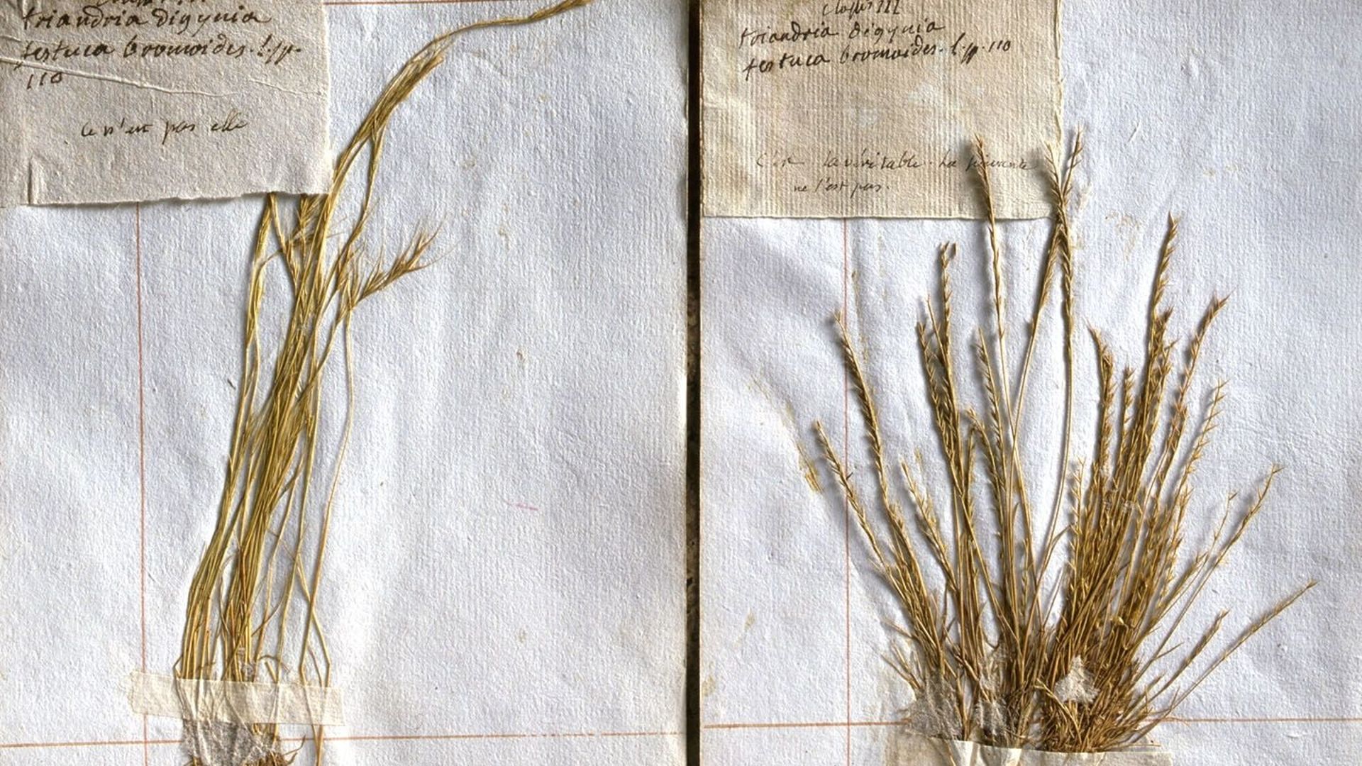 Usnea barbata гербарий