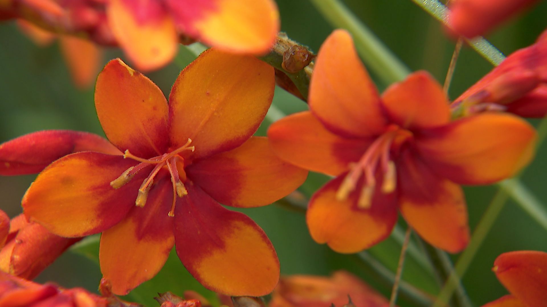 Le Crocosmia Walberton Bright Eyes est une vivace aux fleurs flamboyantes.