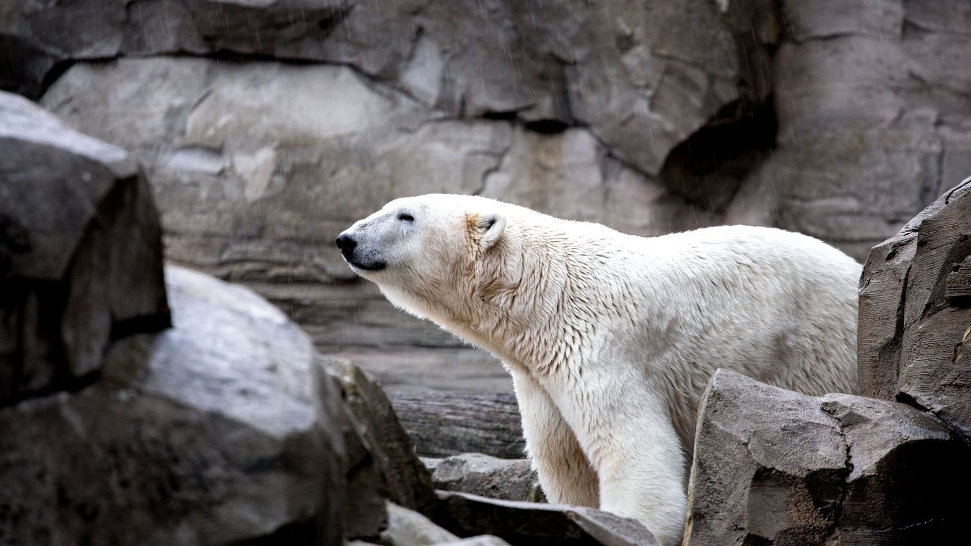 Image d'illustration - La plus vieille ourse polaire d'Europe s'est éteinte dans un zoo berlinois
