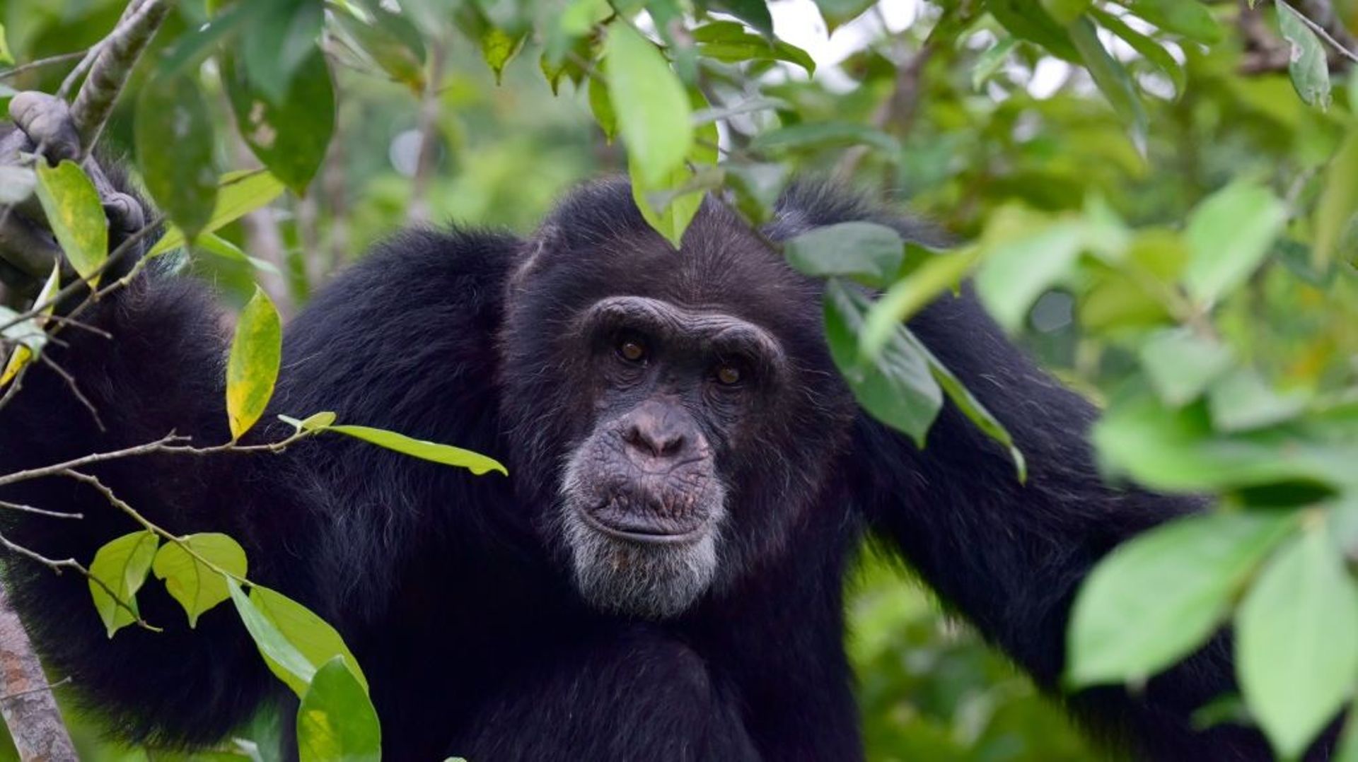 Ponso, dernier d'une colonie de 20 chimpanzé sur Chimpanzee Island, en Côte d'Ivoire, le 18 août 2017