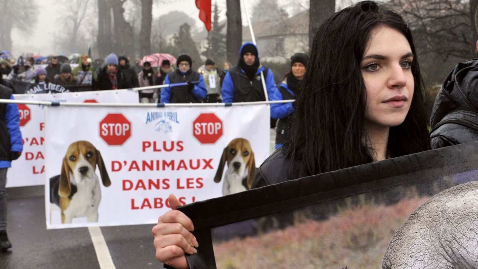 Belgique: moins d'animaux dans les laboratoires en 2012