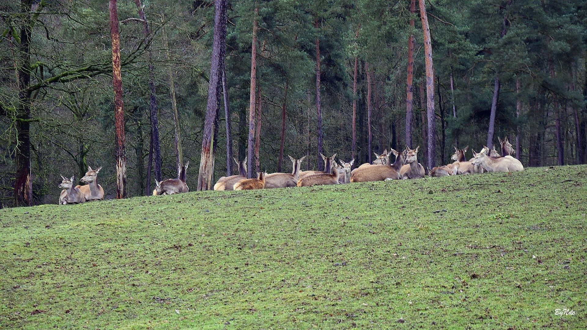 Biches et faons en point de mire des chasseurs: une obligation du Département Nature et Forêt