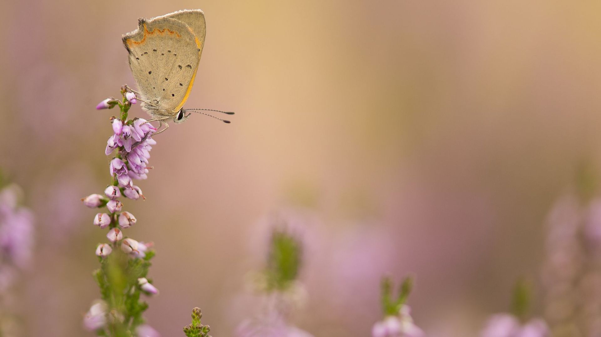 Ce week-end, recensez les papillons de votre jardin