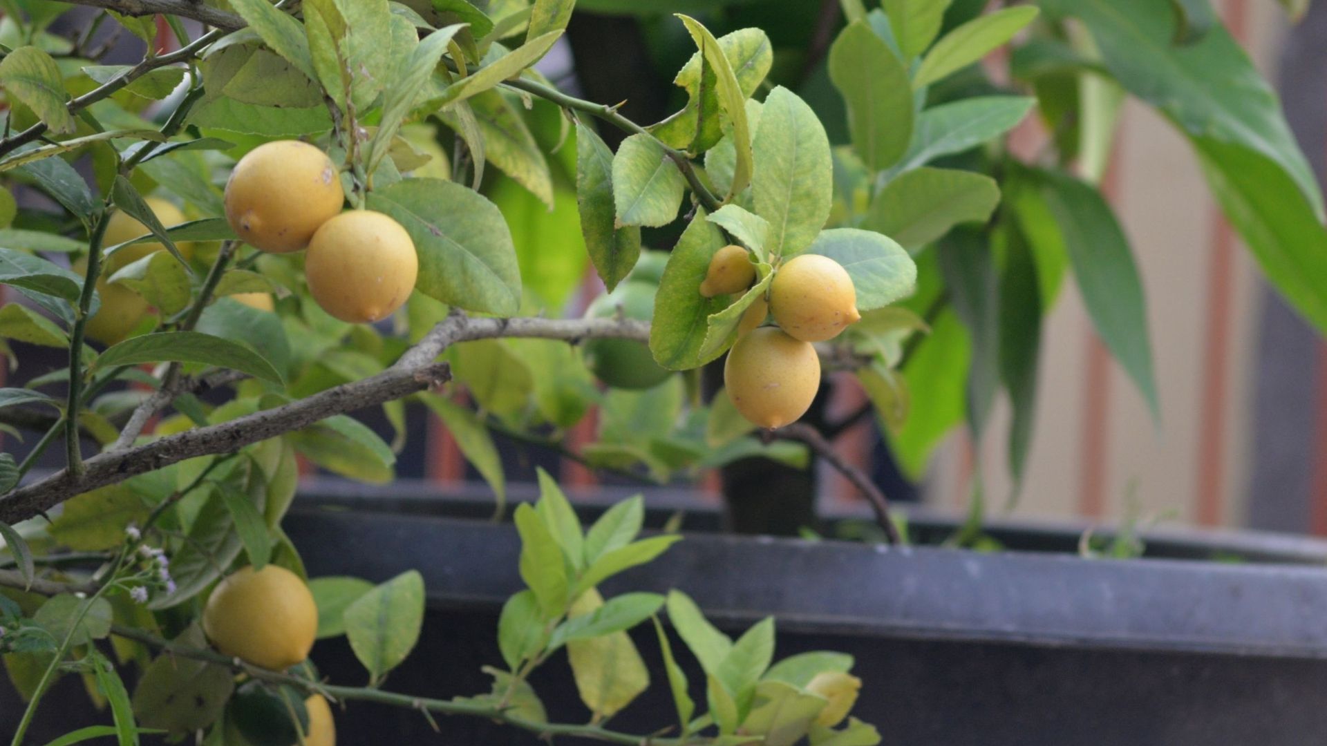 Un autre lieu ne convenant pas pour l’hivernage des plantes d’orangerie garnissant la terrasse durant l’été est l’intérieur de la maison. Il y fait trop chaud et trop sec. Les plantes perdent rapidement leurs feuilles.