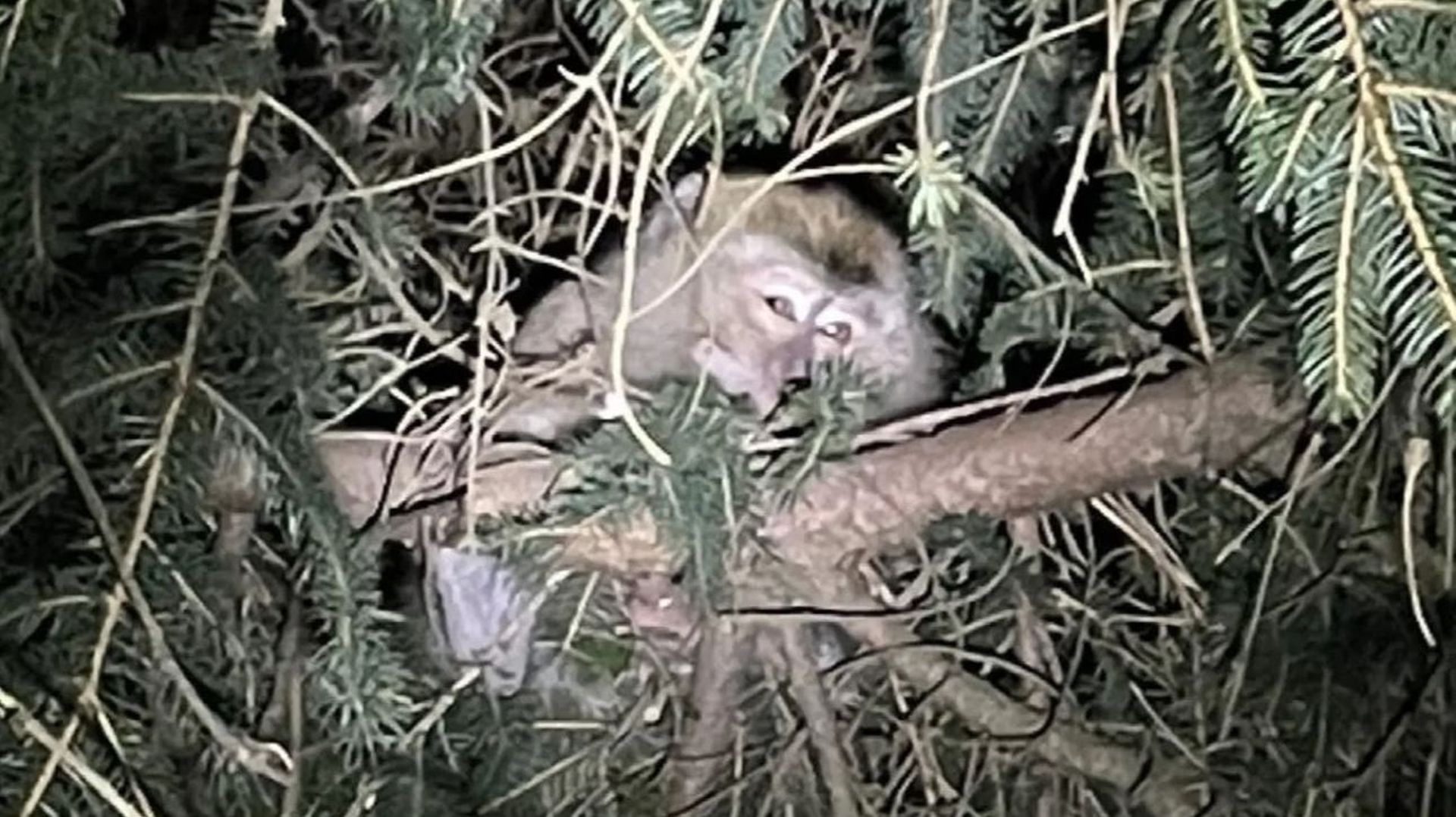 Sur cette photo fournie par le département de police de l'État de Pennsylvanie le 22 janvier 2022, un singe est assis dans un arbre près de Danville, en Pennsylvanie.