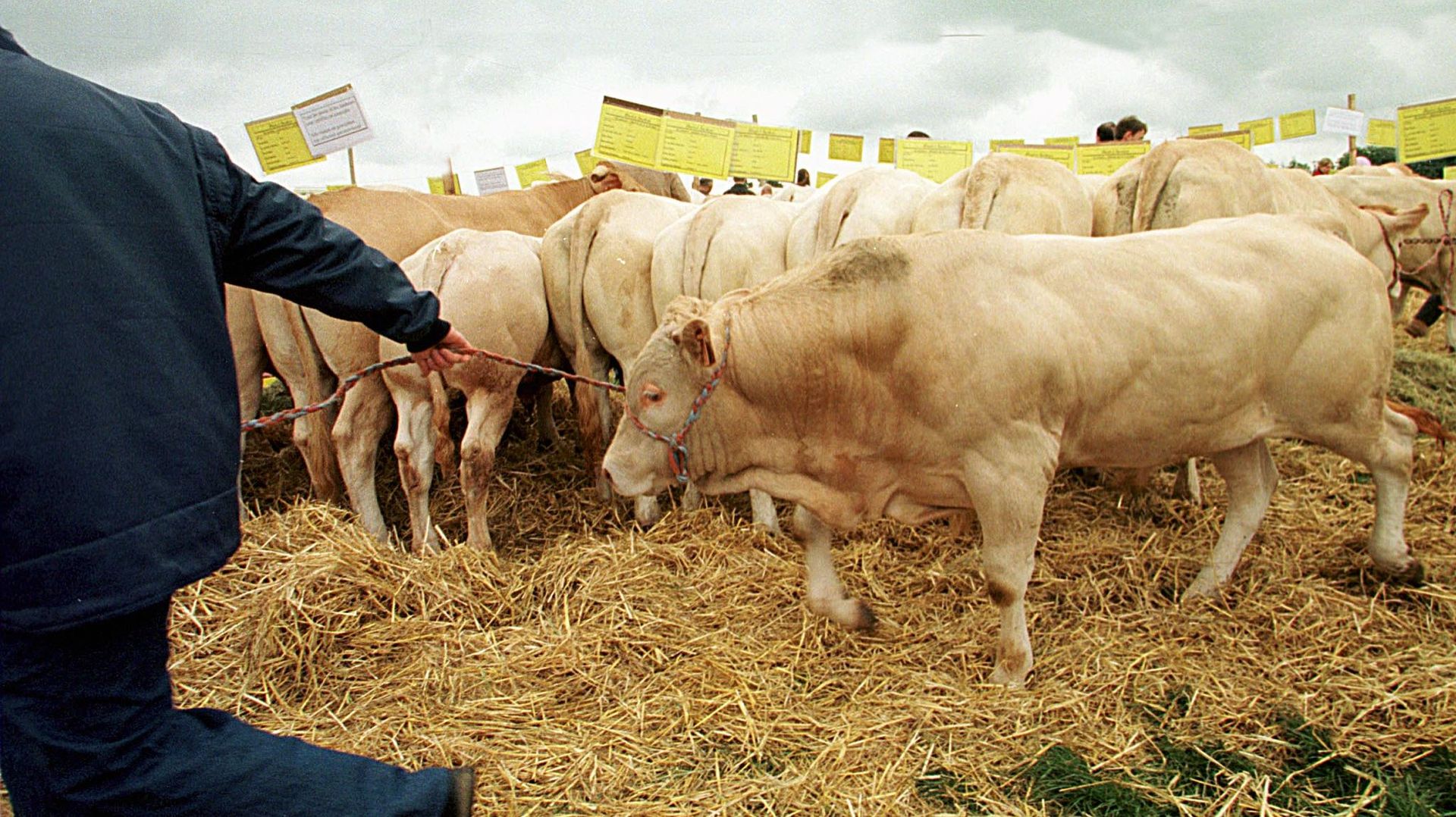 Trop d'antibiotiques dans les élevages: attention danger