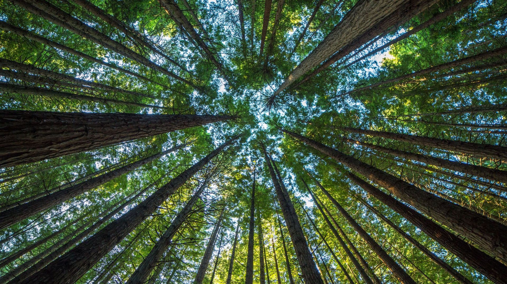 Combien de CO2 peuvent absorber les grands arbres ? La NASA a la réponse !