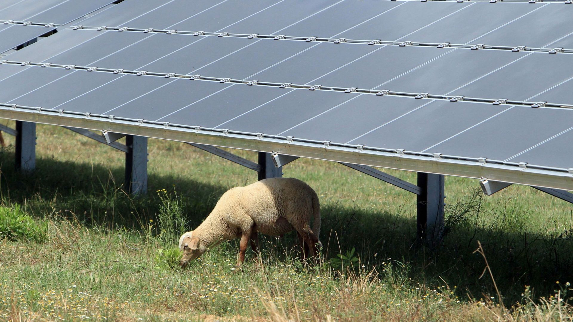 Dans le sud de la France, à Ortaffa, des parcs agrivoltaïques existent depuis 2014. Les moutons y côtoient des panneaux.