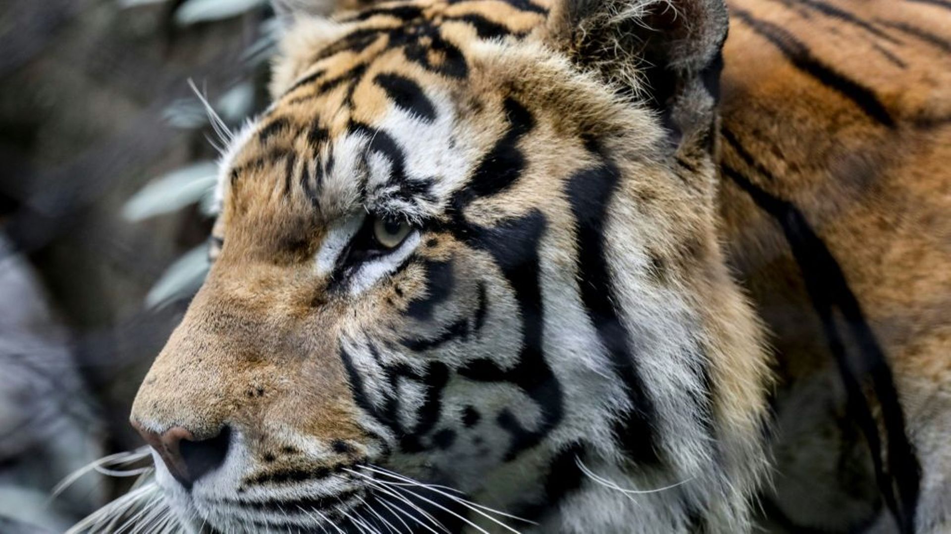 Les animaux populaires comme ce tigre du Bengale photographié dans un zoo de Medellin, en Colombie, sont omniprésents dans notre imaginaire mais sont en fait menacés d'extinction.