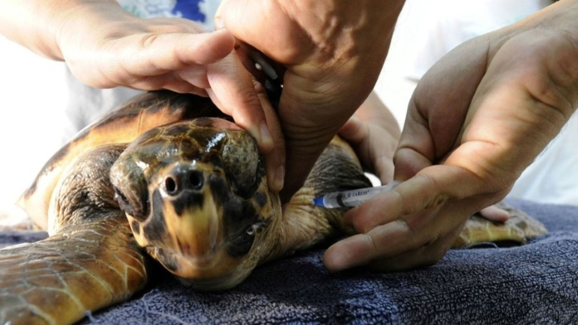 Un vétérinaire soigne une tortue caouanne au centre de "Lampedusa Turtle Rescue", sur l'île italienne de Lampedusa? le 12 octobre 2015 
